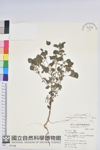 鐵莧菜藏品圖，第1張