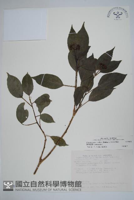 臺灣樹參藏品圖，第1張