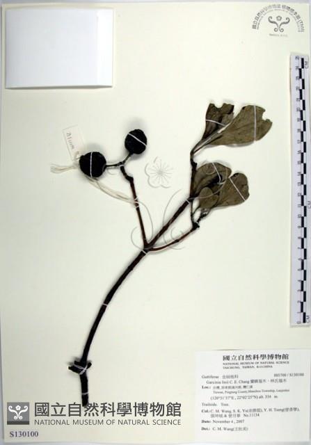 蘭嶼福木、林氏福木藏品圖，第1張