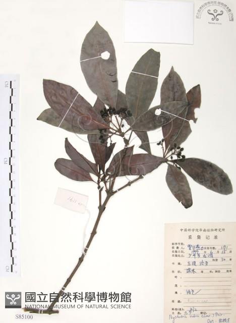 九節木、牛屎烏、青龍吐霧藏品圖，第1張