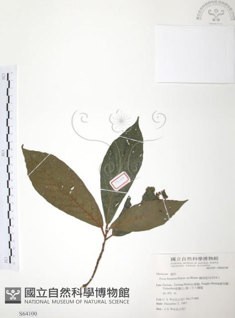 豬母乳、水同木藏品圖，第1張