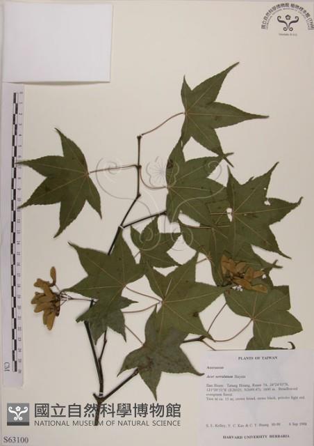 青楓藏品圖，第1張