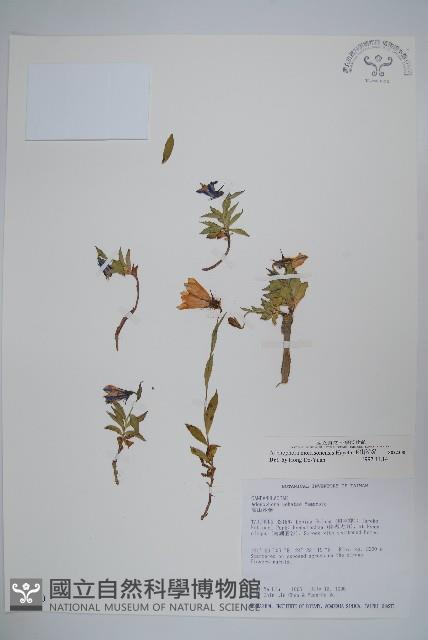 玉山沙參藏品圖，第1張