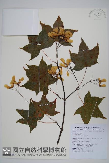 青楓藏品圖，第1張