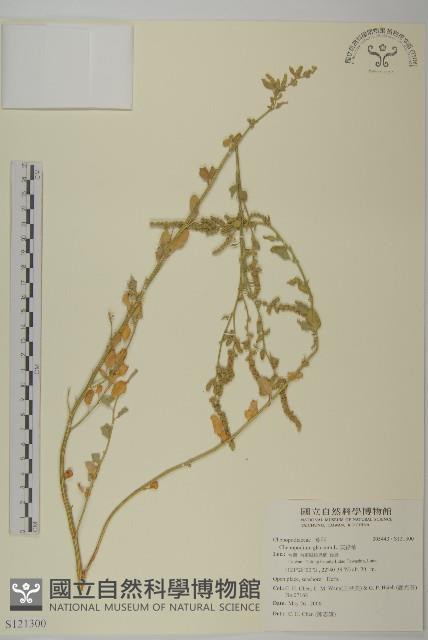 灰綠藜藏品圖，第1張