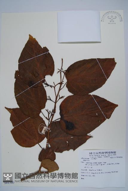 登錄號:S081300藏品圖，第1張