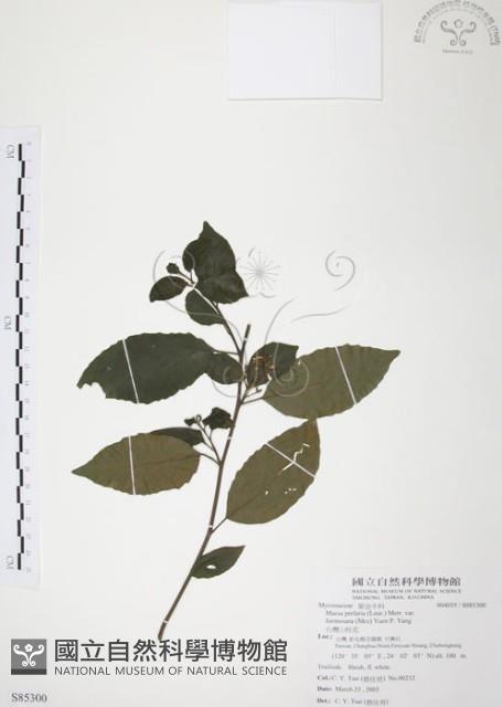 台灣山桂花藏品圖，第1張