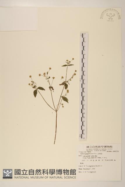 小米菊藏品圖，第1張