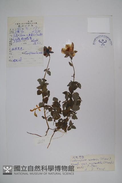 大花黨參藏品圖，第1張