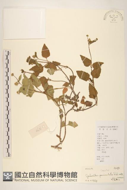 金鈕釦藏品圖，第1張