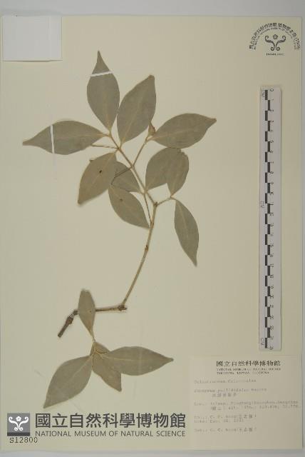 淡綠葉衛矛藏品圖，第1張