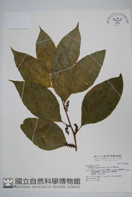 多子漿果莧藏品圖，第1張