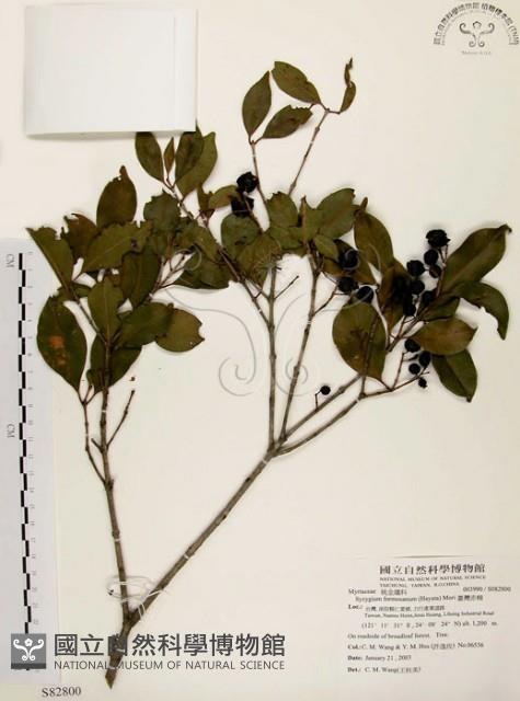 臺灣赤楠藏品圖，第1張