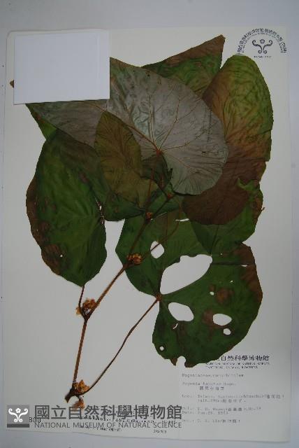 圓果秋海棠藏品圖，第1張