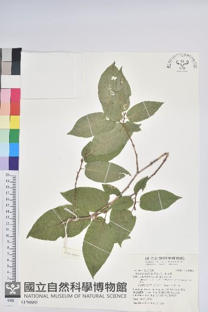 南燭藏品圖，第1張