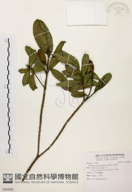 大頭茶藏品圖，第1張