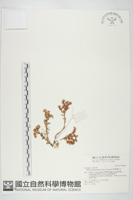 杉葉佛甲草藏品圖，第1張