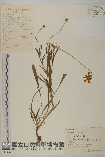 大金雞菊藏品圖，第1張