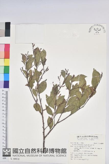 南仁五月茶藏品圖，第1張