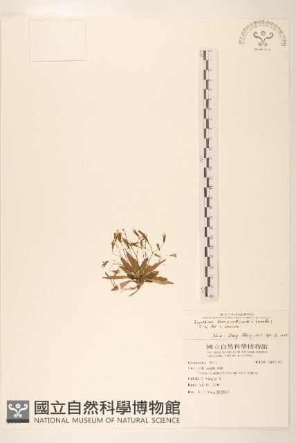 能高刀傷草藏品圖，第1張