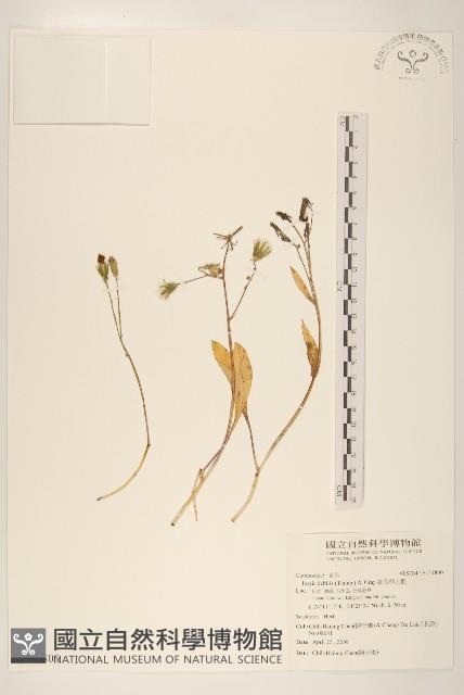 細葉剪刀股藏品圖，第1張