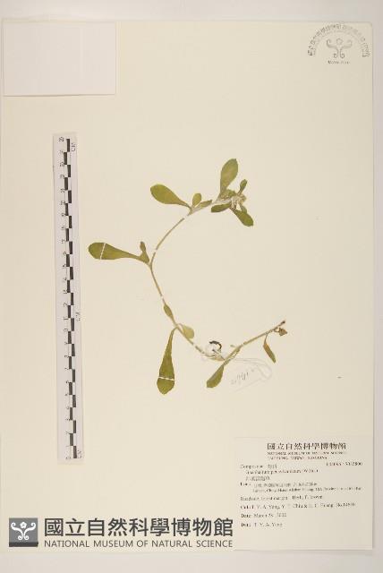 匙葉鼠麴草藏品圖，第1張