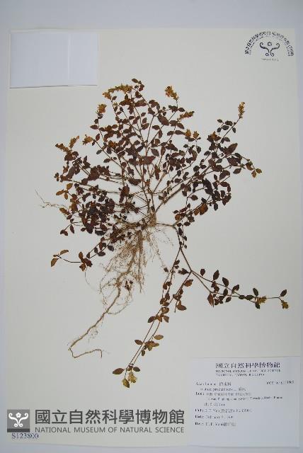 爵床藏品圖，第1張