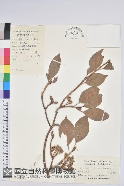 齒緣吊鐘花藏品圖，第1張