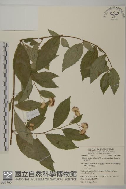 大頭艾納香藏品圖，第1張