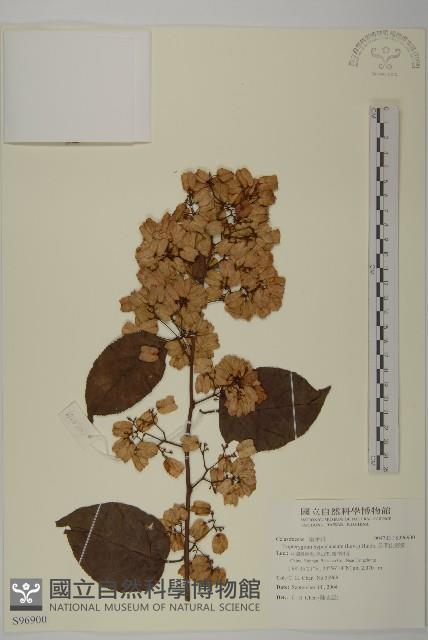 昆明山海棠藏品圖，第1張