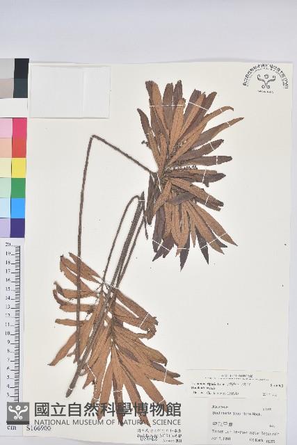 水楊梅、水柳仔藏品圖，第1張