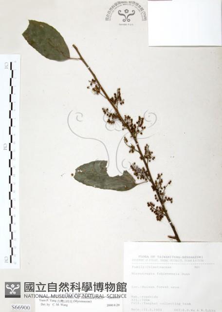 台灣山桂花藏品圖，第1張