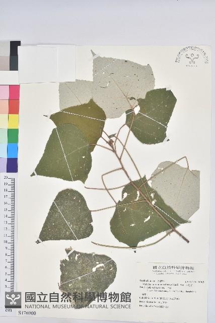 白匏子藏品圖，第1張