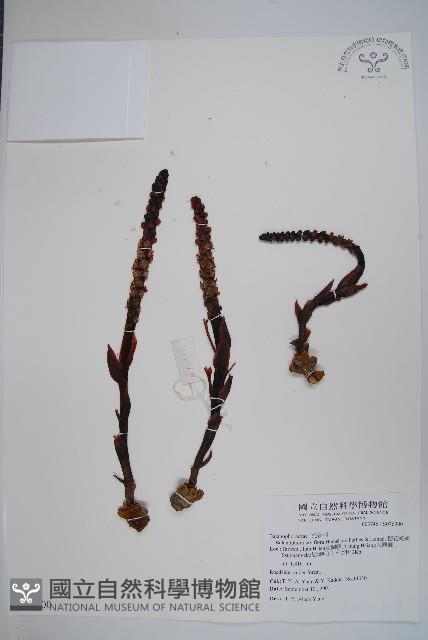 穗花蛇菰藏品圖，第1張