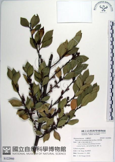 蚊母樹藏品圖，第1張