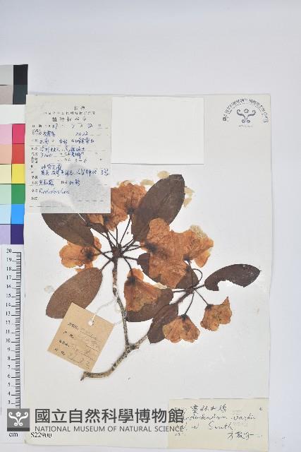 黃杯杜鵑藏品圖，第1張