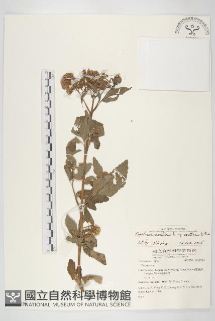 台灣澤蘭藏品圖，第1張