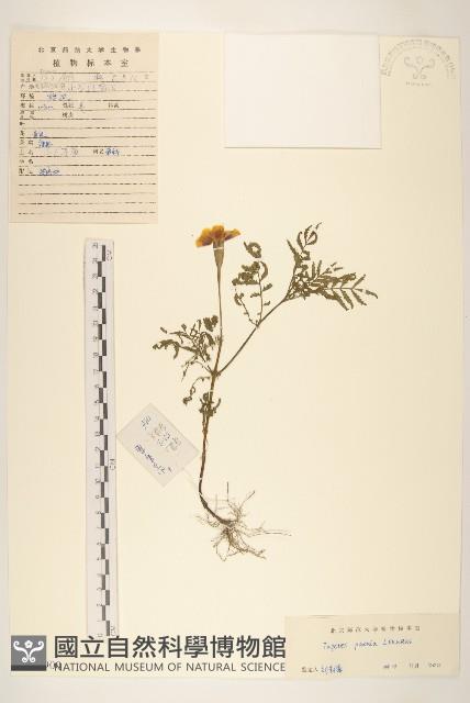 孔雀草、紅黃草、萬壽菊藏品圖，第1張