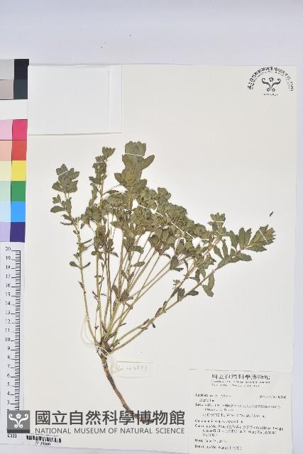 登錄號:S190900藏品圖，第1張