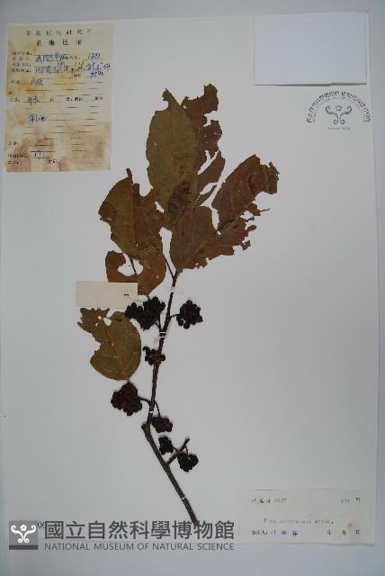 朱紅水木藏品圖，第1張