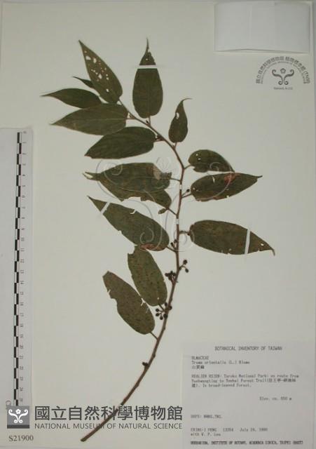 山黃麻藏品圖，第1張