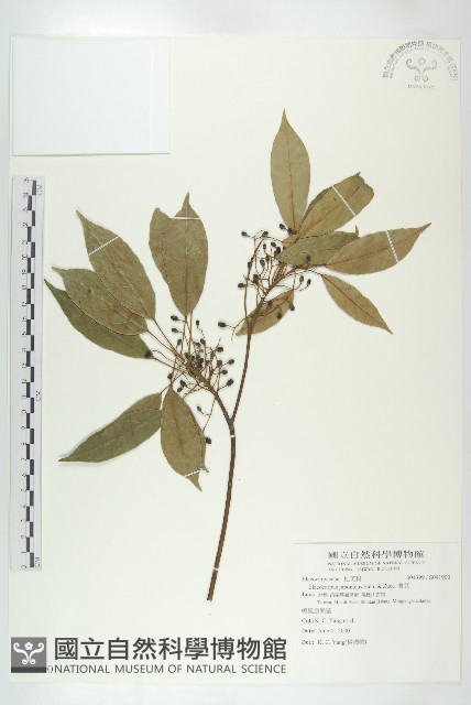 薯豆藏品圖，第1張