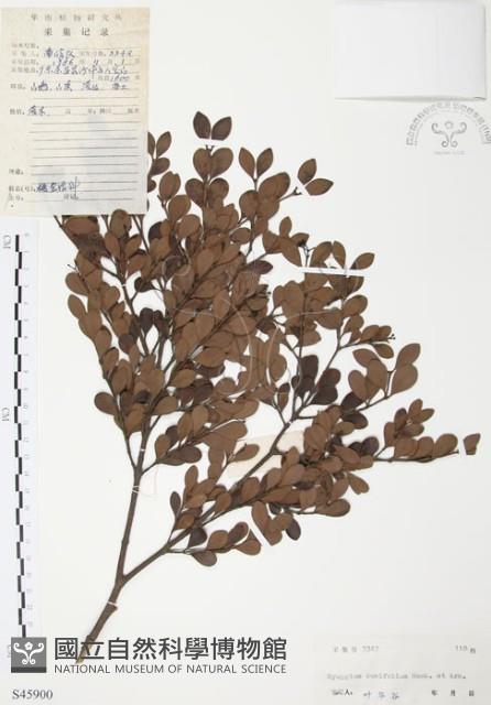 小葉赤楠藏品圖，第1張