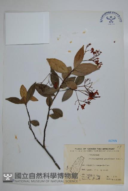 細梗絡石藏品圖，第1張