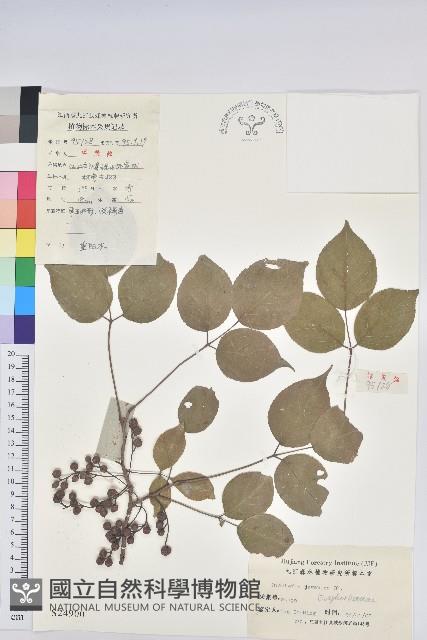 茄苳、重陽木藏品圖，第1張