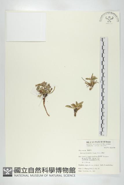 玉山山蘿蔔藏品圖，第1張