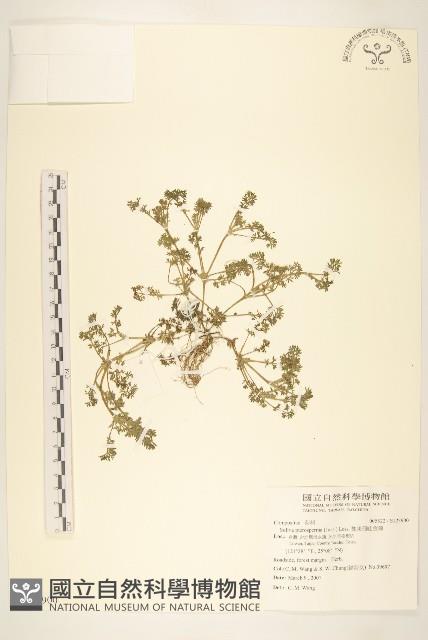 翅果假吐金菊藏品圖，第1張