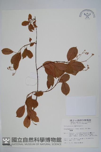 酸藤藏品圖，第1張