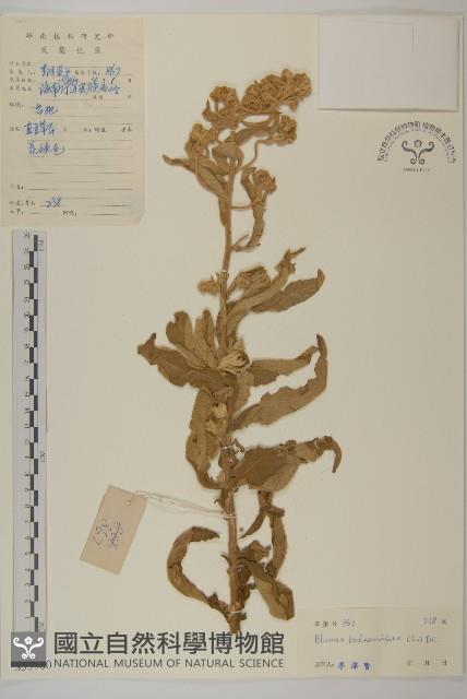 艾納香藏品圖，第1張