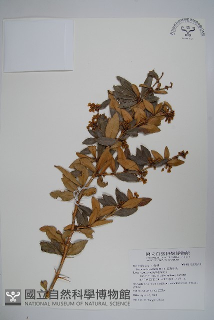 臺灣小蘗藏品圖，第1張